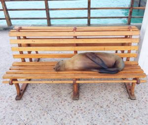 11 Things I Wish I Knew Before Visiting The Galapagos