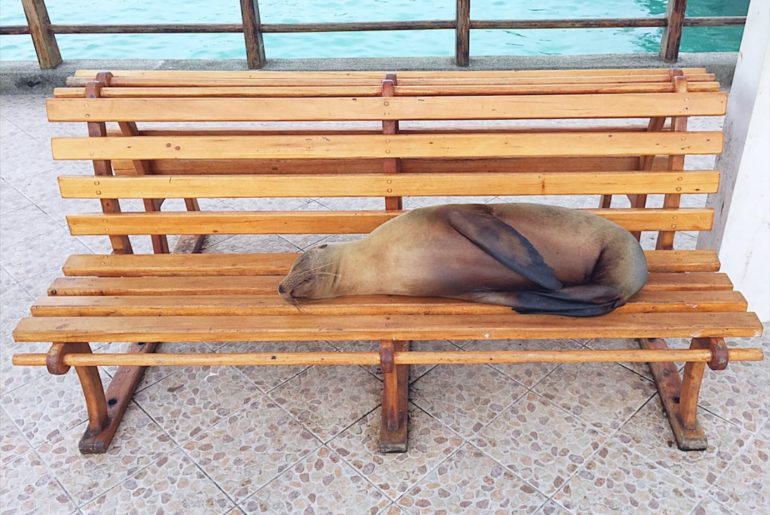 Galapagos travel tips - sea lion